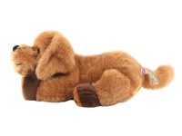Therapiehund Tatzi