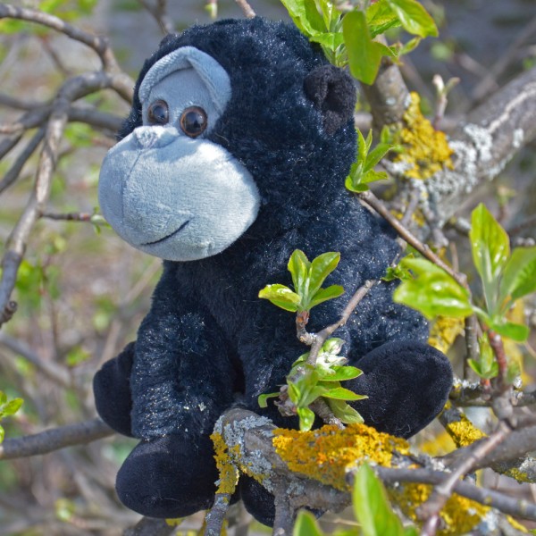 Nachsprech-Gorilla Bonga bei ARIADNE