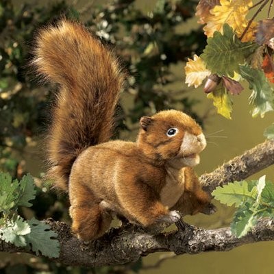 Eichhörnchen