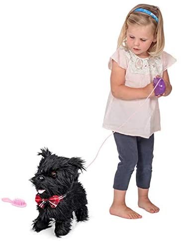 Scottish Terrier Sherlock bei ARIADNE