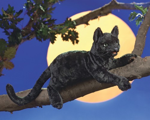 Schwarze Katze